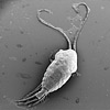 Plankton 1.1